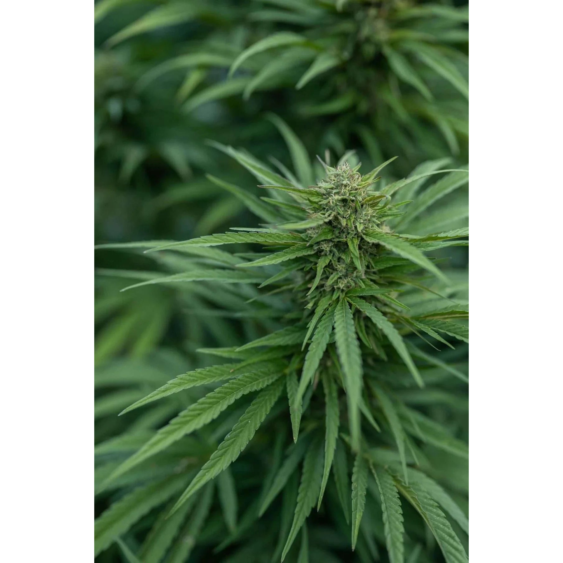 East Fork Cultivars Organic CBD Hemp Flower