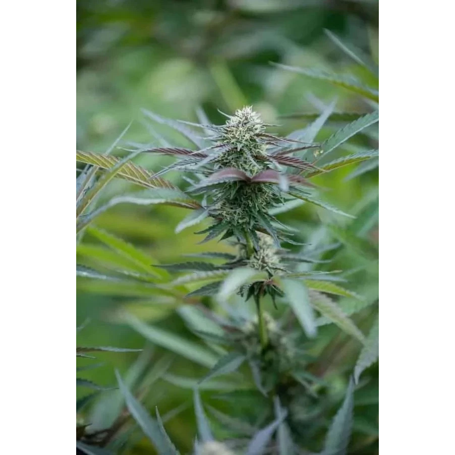 East Fork Cultivars Organic CBD Hemp Flower - Blue Orchid