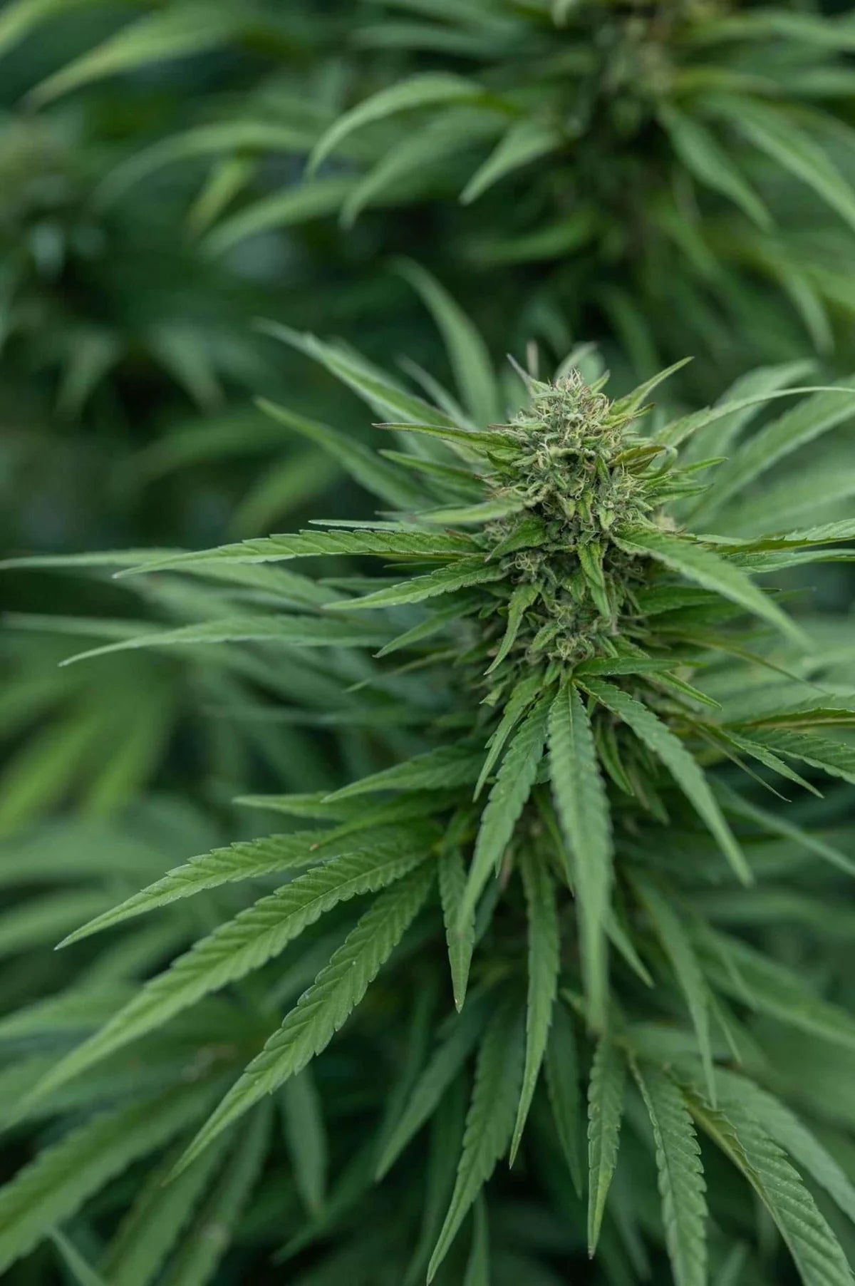 East Fork Cultivars Organic CBD Hemp Flower