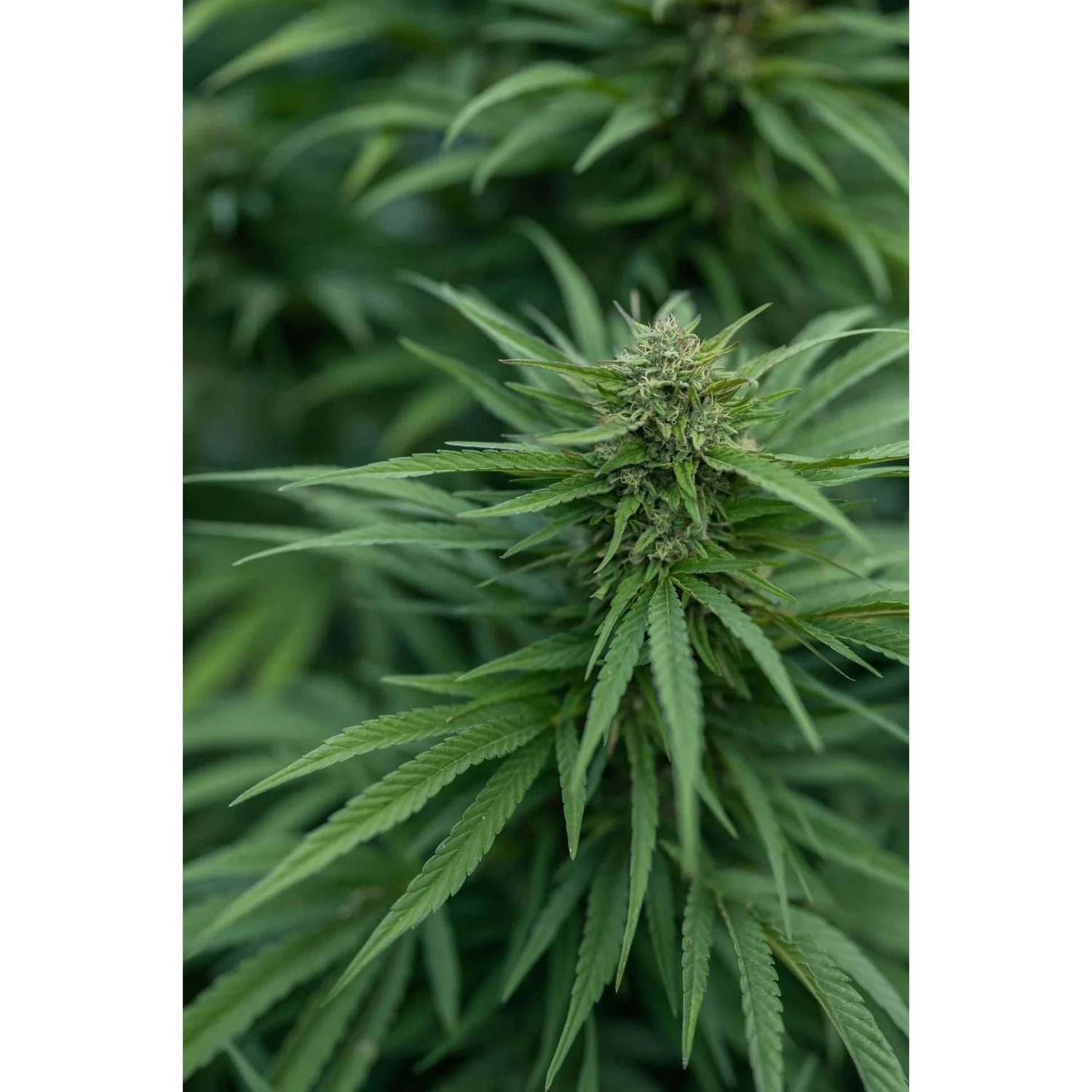 East Fork Cultivars Organic CBD Hemp Flower