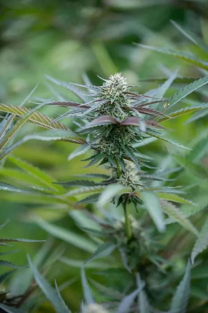 East Fork Cultivars Organic CBD Hemp Flower - Blue Orchid