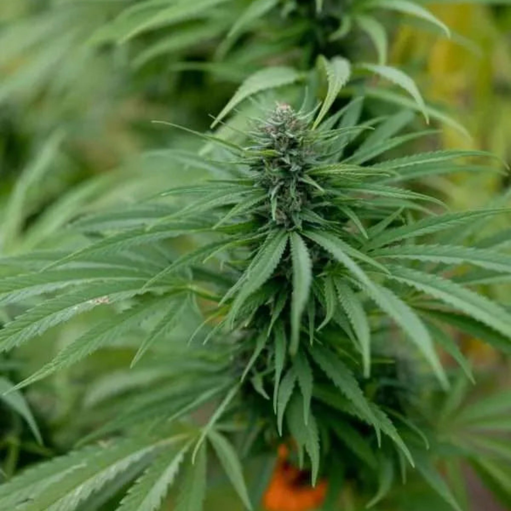 East Fork Cultivars Organic CBD Hemp Flower - Sour Pineapple