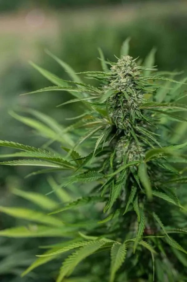 East Fork Cultivars Organic CBG Hemp Flower - White CBG