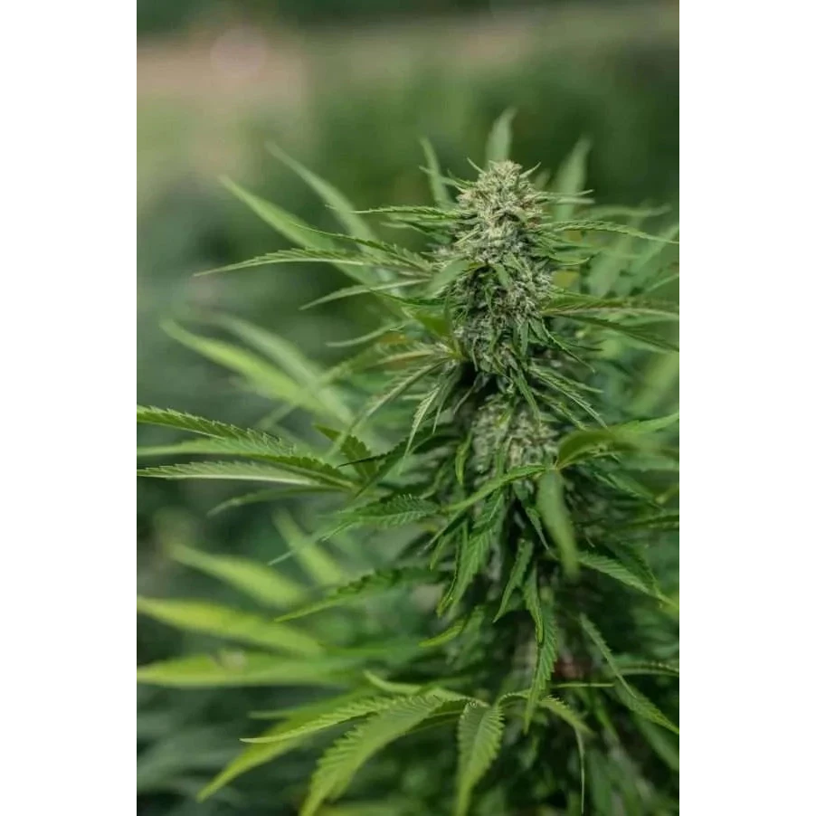 East Fork Cultivars Organic CBG Hemp Flower - White CBG